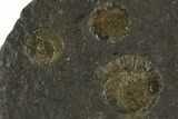 Dactylioceras Ammonite Cluster - Posidonia Shale, Germany #100244-1
